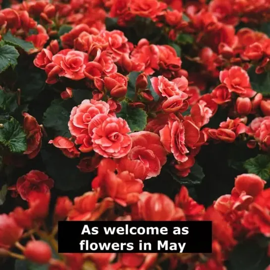 Английские пословицы: As welcome as flowers in May