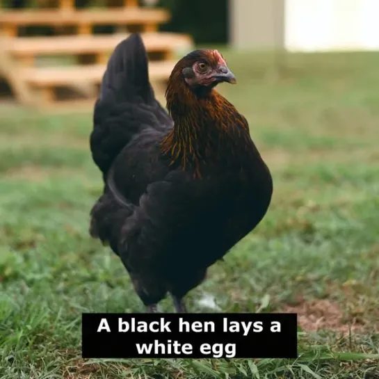 Английские пословицы: A black hen lays a white egg