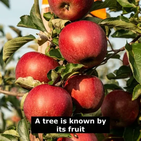 Английские пословицы: A tree is known by its fruit