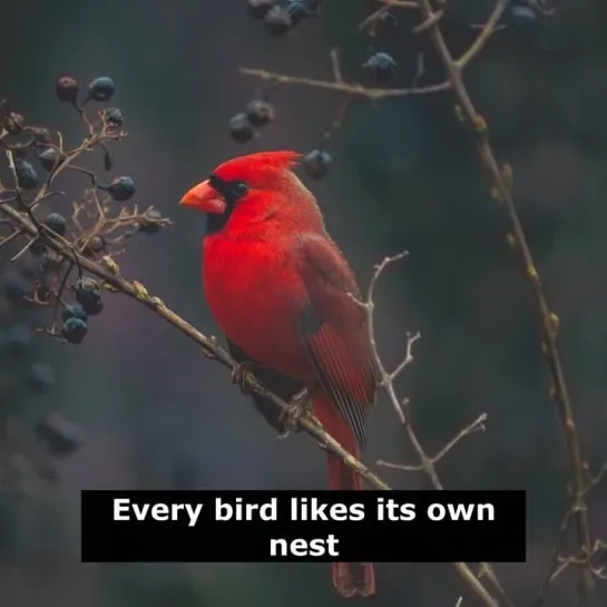 Английские пословицы: Every bird likes its own nest