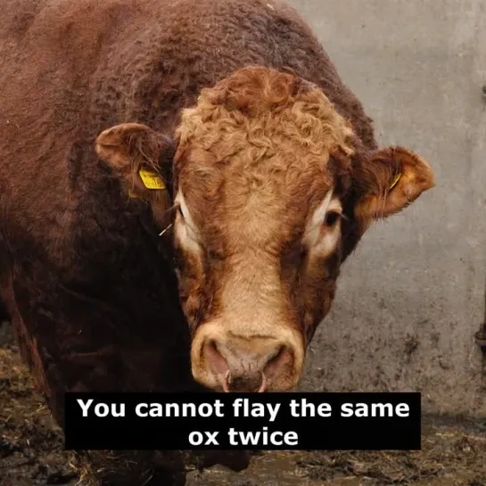 Английские пословицы: You cannot flay the same ox twice