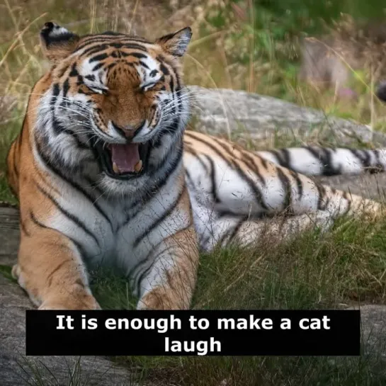 Английские пословицы: It is enough to make a cat laugh