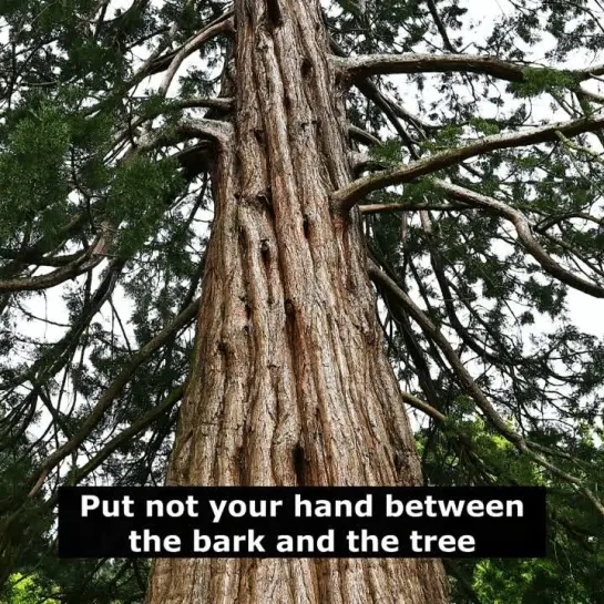 Английские пословицы: Put not your hand between the bark and the tree