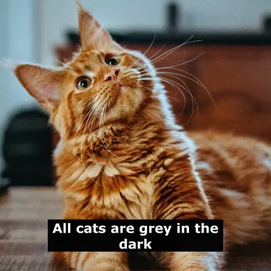 Английские пословицы: All cats are grey in the dark