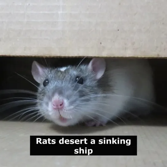 Английские поговорки: Rats desert a sinking ship