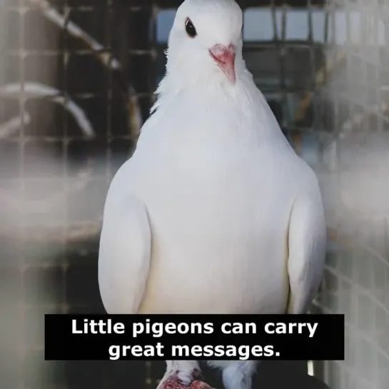 Английские пословицы: Little pigeons can carry great messages