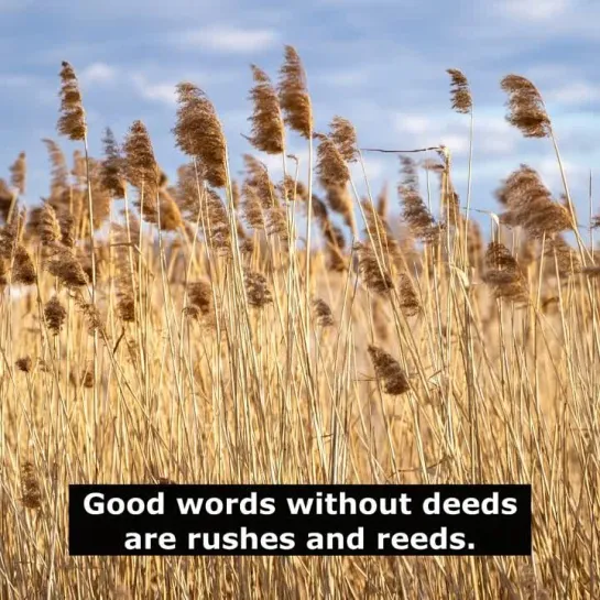 Английские пословицы: Good words without deeds are rushes and reeds