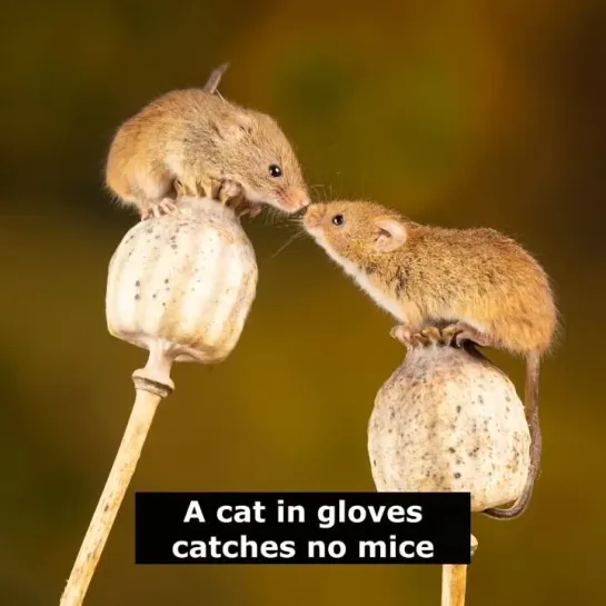 Английские пословицы: A cat in gloves catches no mice