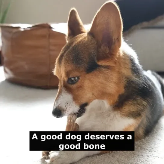 Английские пословицы: A good dog deserves a good bone