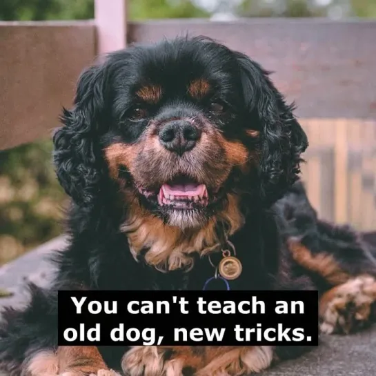 Английские пословицы: You can't teach an old dog new tricks