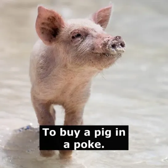 Английские пословицы: To buy a pig in a poke