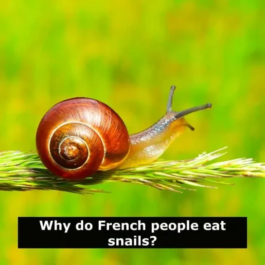 Шутки на английском языке: Why do French people eat snails?