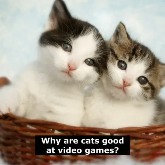 Шутки на английском языке: Why are cats good at video games?