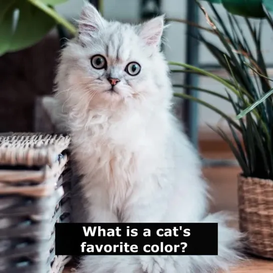 Шутки на английском языке: What is a cat's favorite color?