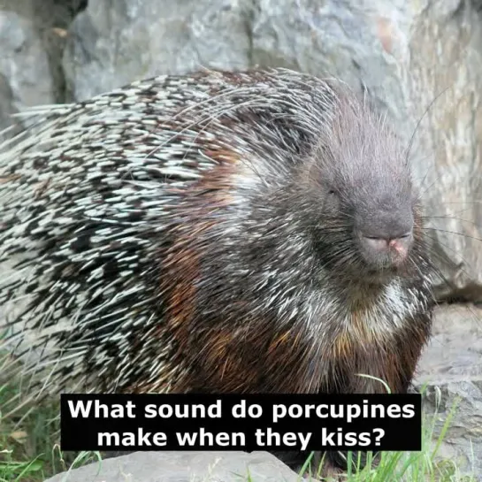 Шутки на английском языке: What sound do porcupines make when they kiss?