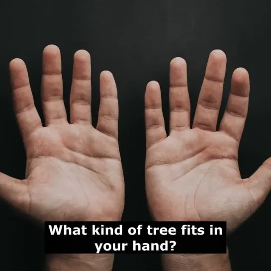 Шутки на английском языке: What kind of tree fits in your hand?