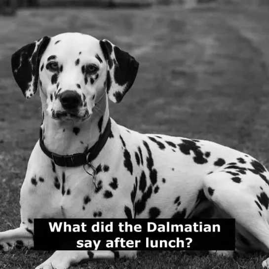 Шутки на английском: What did the Dalmatian say after lunch?