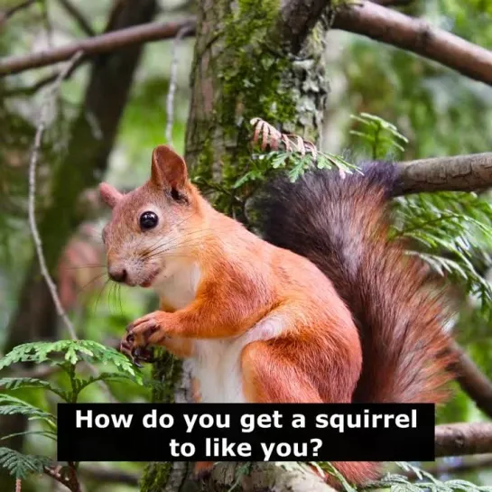 Шутки на английском: How do you get a squirrel to like you?