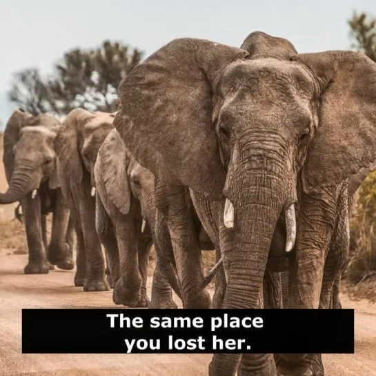 Шутки на английском: Where would you find an elephant?