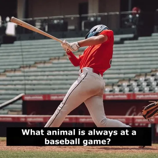 Шутки на английском: What animal is always at a baseball game?