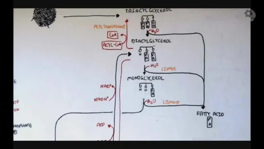 Схема метаболизма человека. Часть 3. Синтез глицерола
