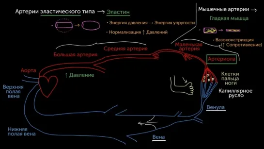 Артерии артериолы венулы и вены