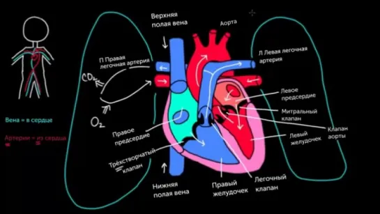 Непрерывный поток через сердце