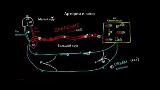 Различия между артериями и венами