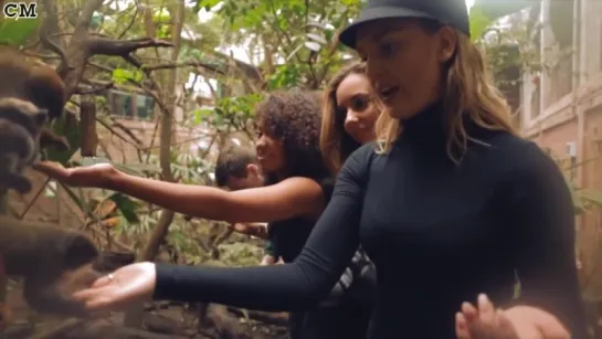 Little Mix at the Zoo [RusSub]