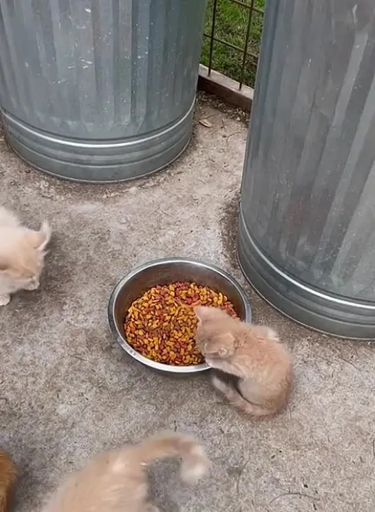 hungry kitten