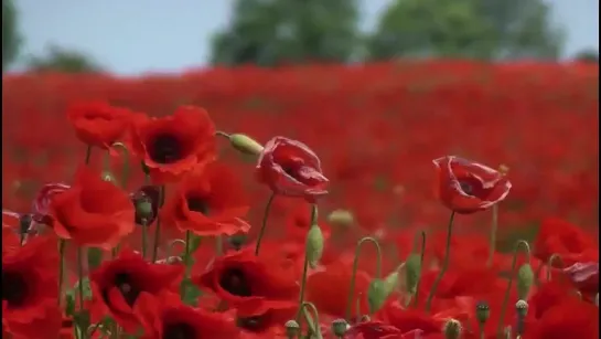 Red Poppies in the Wind