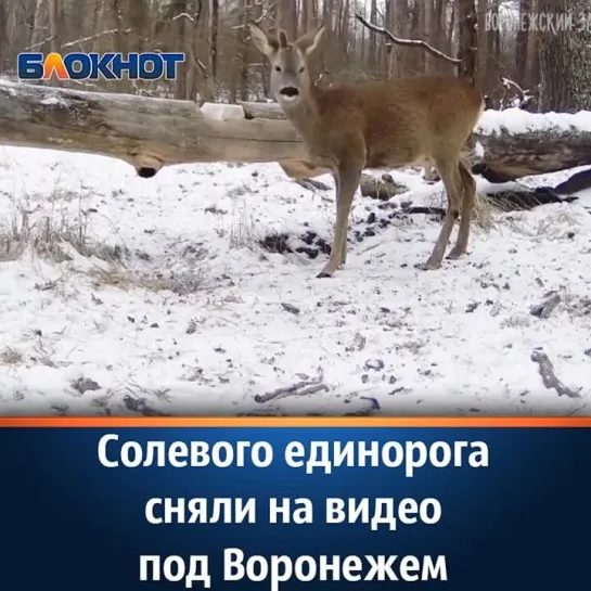 Солевого единорога сняли на видео под Воронежем