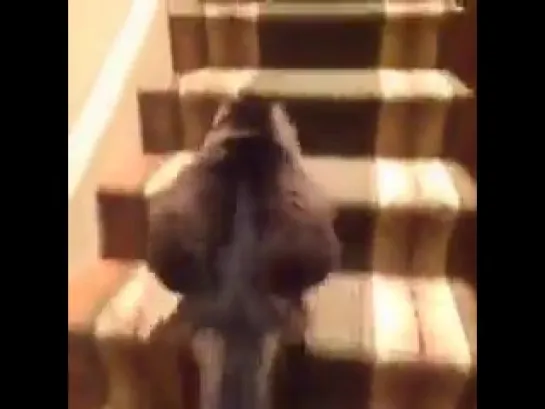 Staircase cat