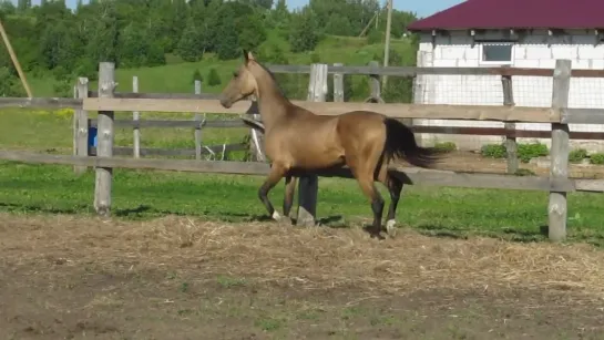 Akhalteke colt Argamir 2016 y.b. line Sovkhoz 2 buckskin[2]