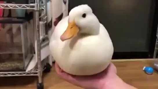 Duck disappears