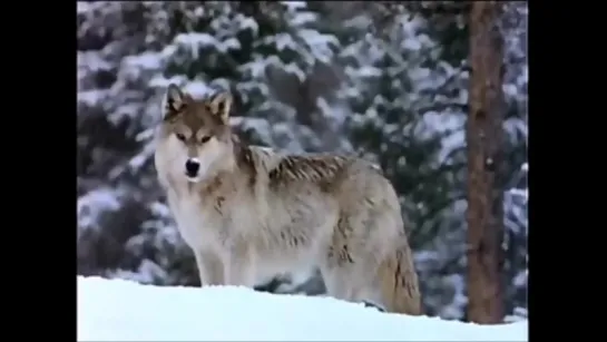 Волки. Snow Wolves - Celtic Music