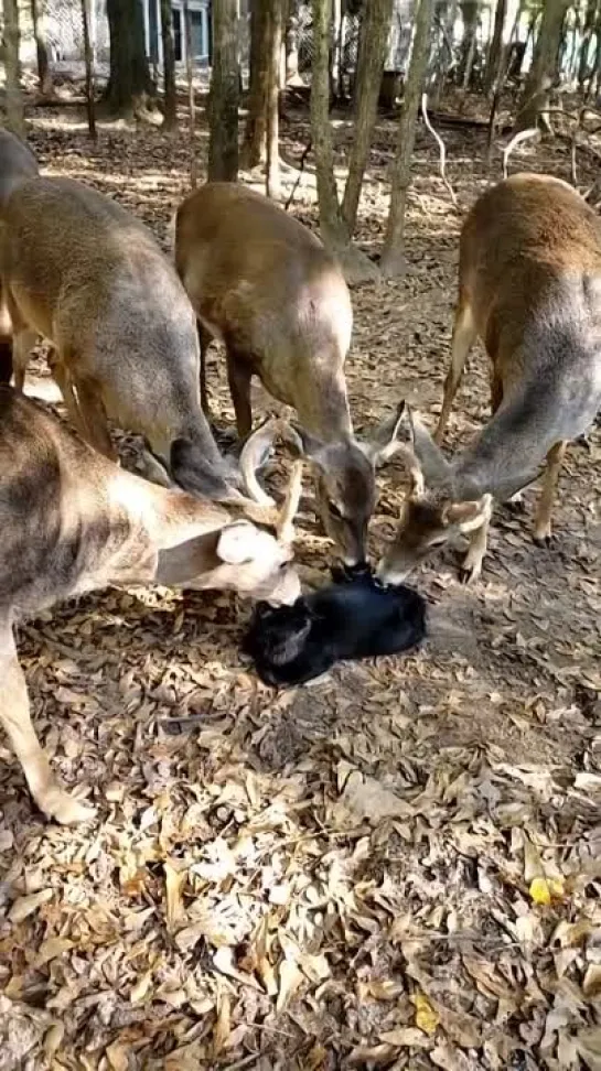 Deer Surround and Lick Cat _ ViralHog