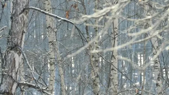 Зинаида Миркина. Как бы совсем утрачен вес...