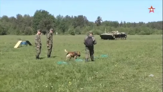 «Верный друг» Всеармейский этап Международного кинологического конкурса стартует в Подмосковье