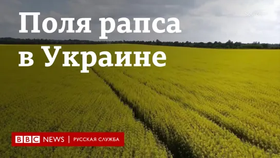 Поля рапса в Украине