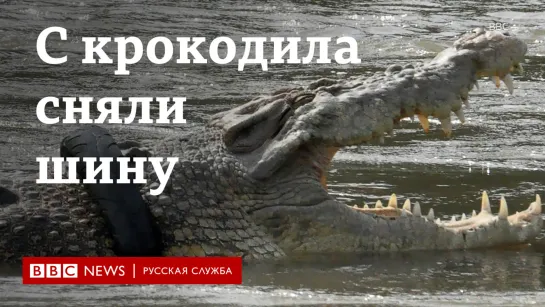 Спасение от удушения: с крокодила сняли шину, которую он носил 6 лет