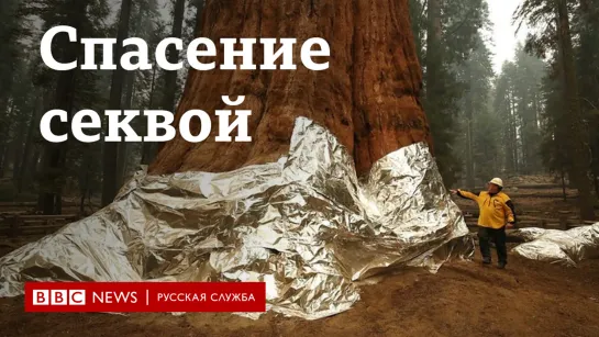 Спасение секвой в Калифорнии