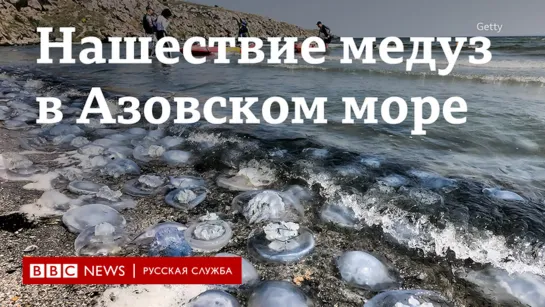 Нашествие медуз в Азовском море