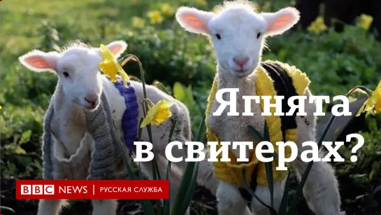 Спасение от печали. Ягнята в разноцветных свитерах покорили мир