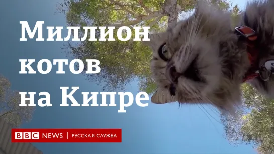 Откуда на Кипре столько кошек?