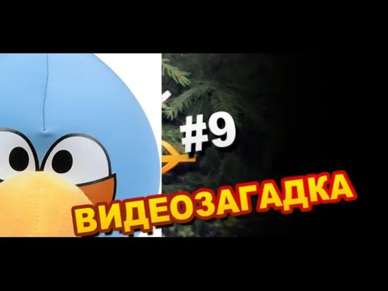 #9 Видео загадка. Что за птица? И какая птица?