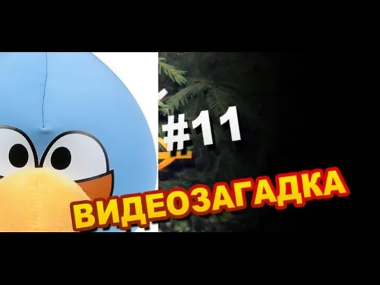 Видеозагадка # 11 Что за Птица?  Video Riddle # 11 What Kind of Bird?