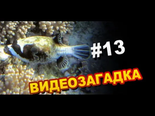 Видеозагадка #13