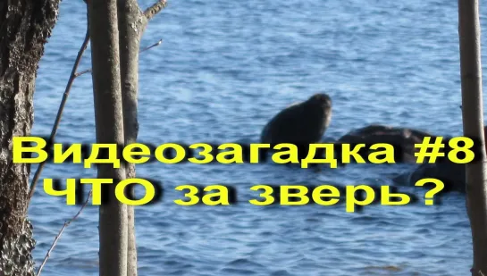 Видеозагадка #8 Что за зверь? Video puzzles #8 What is the beast?