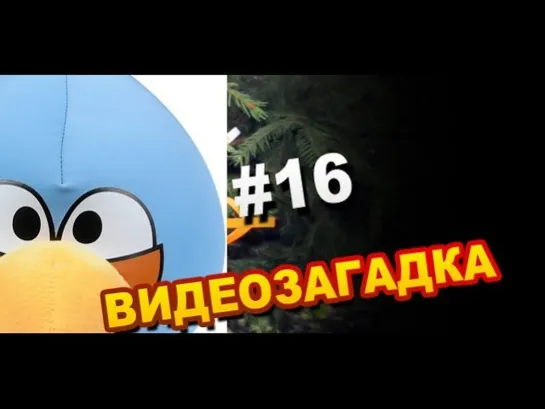 Видеозагадка #16 Что за птица?